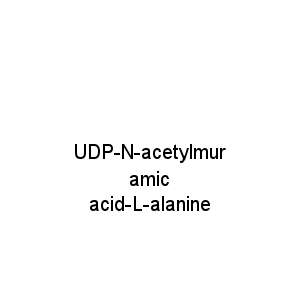UDP-N-acetylmuramic acid-L-alanine